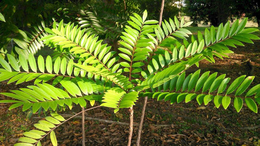 Tongkat Ali, Eurycoma longifolia, alebo Pasak Bumi