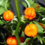 Capsicum chinense – paprika čínska