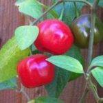 Capsicum pubescens – paprika chlpatá